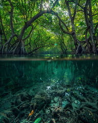 Obraz premium Enchanted Underwater Forest View, Concept for fantasy art, ecological awareness and serene natural environment background. World Oceans Day poster, banner