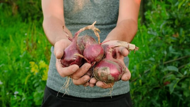 collects onions in a basket in the garden. Selective focus.