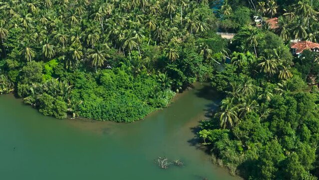 Aerial view of lush tropical forest with river Maha Oya, bridge, and palm trees, Negombo, Sri Lanka.