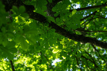 Fresh green leaves of a chestnut tree in the crown of a tree.