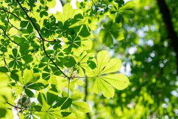 Fresh green leaves of a chestnut tree in the crown of a tree.