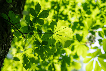 Fresh green leaves of a chestnut tree in the crown of a tree.