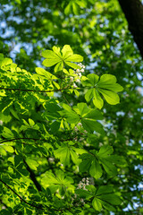 Fresh green leaves of a chestnut tree in the crown of a tree.