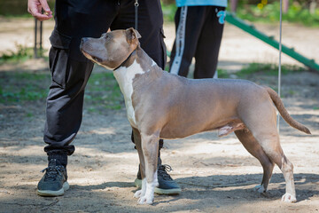 Handler puts The American  Staffordshire Terrier in the correct stance at a dog show. Cute pet...