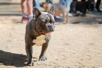 A French bulldog puppy runs across a sandy field.