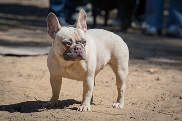 Portrait of a young French Bulldog dog on a walk