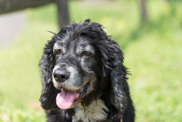Headshot on a Cute Dog in a Sunny day.