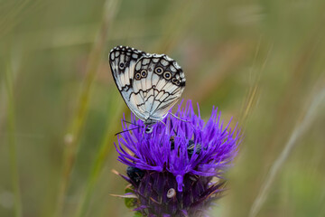 Macro shots, Beautiful nature scene. Closeup beautiful butterfly sitting on the flower in a summer garden.