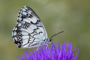Macro shots, Beautiful nature scene. Closeup beautiful butterfly sitting on the flower in a summer garden.