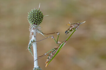 Close up of pair of Beautiful European mantis ( Mantis religiosa )