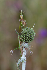 Close up of pair of Beautiful European mantis ( Mantis religiosa )