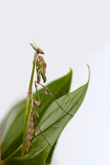 Close up of pair of Beautiful European mantis ( Mantis religiosa )