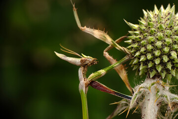 Close up of pair of Beautiful European mantis ( Mantis religiosa )