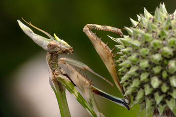 Close up of pair of Beautiful European mantis ( Mantis religiosa )
