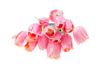 Light pink tulips, isolated on white background