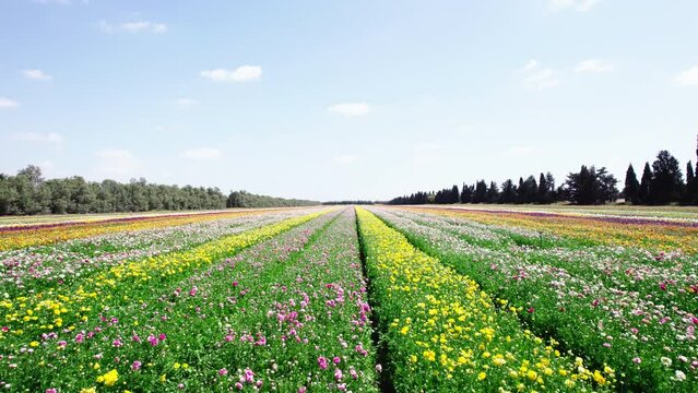 Field aerial video of Ranunculus in Kibbutz Nir Yitzhak