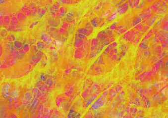 octopus colorful texture detailed  wallpaper 