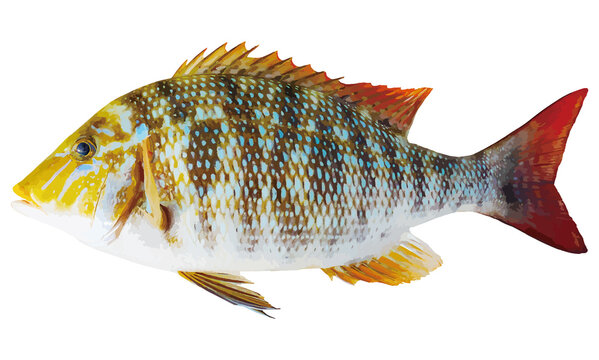 体色のくっきり美しい海水魚ハマフエフキのリアル調切り抜き白背景イラストレーション