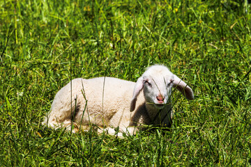 A young white sheep lying in a meadow