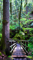 Obraz premium a wooden bridge in a big green pine forest in rainy weather