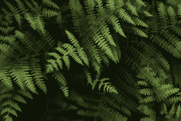 Green forest ferns illustration  in a dark mood. Natural summer leaves elegant background for fresh cards and floral sophisticated  websites.