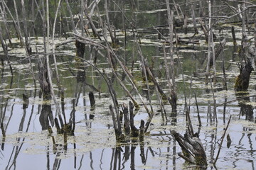 winter plants in natural marsh water