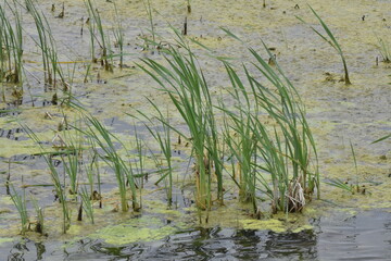 reeds in water at marsh landscape