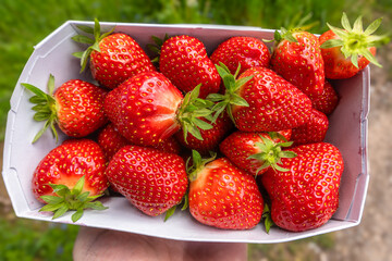 Hand holding a box of fresh, ripe strawberries, background of blurred greenery.