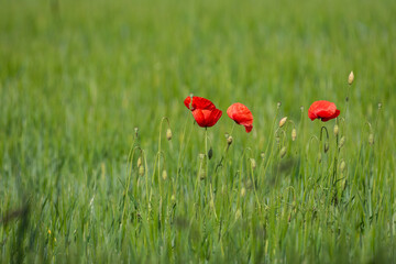 red flowers in field