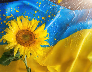 Ukraine flag with Sunflower, water drops and yellow paint splashes	