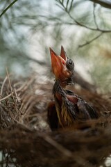Hungry Baby Bird Waiting For Feeding A Food.
