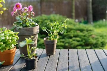 Wooden table with plants, flowers and strawberry seedlings planting in different pots