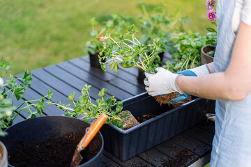 Gardener relocate a pelargonium to a decorative pot