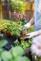 Woman gardener preparing to placed pelargonium flower into a new pot