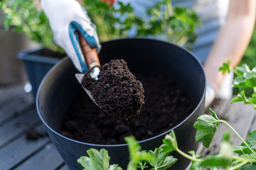 Woman gardener using a shovel with mineral-enriched soil to transplant plants into her garden