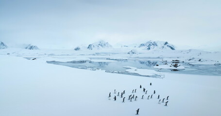 Fly over Gentoo penguins standing on Antarctic coastline. Wildlife conservation on South Pole....
