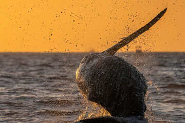 humpback whale breaching at sunset in Pacific Ocean off the coast of Cabo San Luca, Baja California...