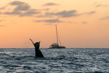 humpback whale tail slapping after breaching at sunset in Pacific Ocean off the coast of Cabo San...
