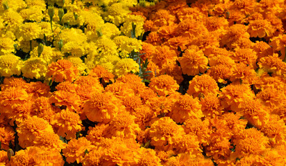 Flower Pattern, Petunias and Marigolds Natural Blooming Texture Background Top View