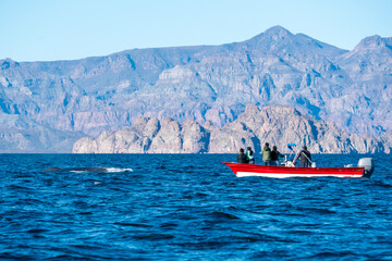 blue whale watching in cortez sea loreto baja california sur, blue whale is the biggest animal of...