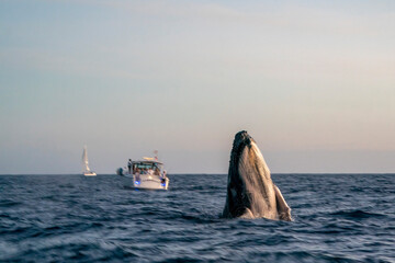 Fototapeta premium move effect on humpback whale breaching at sunset in Pacific Ocean off the coast of Cabo San Luca, Baja California Sur, Mexico
