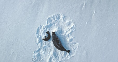 Antarctica weddell seal baby and mother resting on snow hill rookery. Polar wildlife habitat exploration. Winter arctic wildlife animal behavior . Family wild animal. Aerial top down drone view