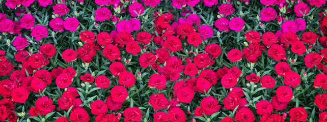 Red Carnations Pattern, Natural Blooming Texture Background Top View, Many Small Pink Flowers