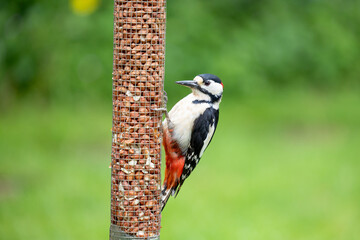 Male Great Spotted Woodpecker (Dendrocopos major) feeding on peanuts from a garden bird feeder in...
