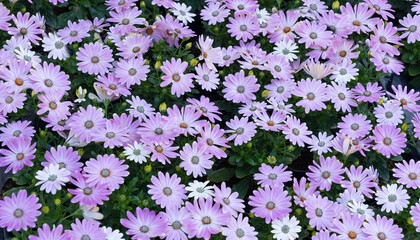 Chrysanthemums Pattern, Natural Blooming Texture Background Top View, Small Flowers, Floral Background