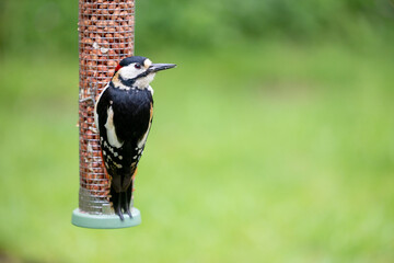 Male Great Spotted Woodpecker (Dendrocopos major) feeding on peanuts from a garden bird feeder in...