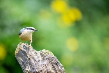 Nuthatch (Sitta Europaea) posing on wood with a dappled green and yellow background. 
With copy space. UK