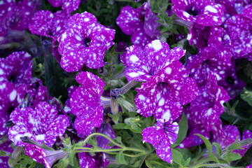 Flower Pattern, Petunias and Marigolds Natural Blooming Texture Background Top View