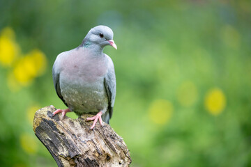 Stock dove (Columbas oenas) posed on a wooden log with a dappled green and yellow background. With copy space. UK