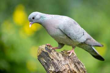 Stock dove (Columbas oenas) posed on wood with a dappled green and yellow background. UK